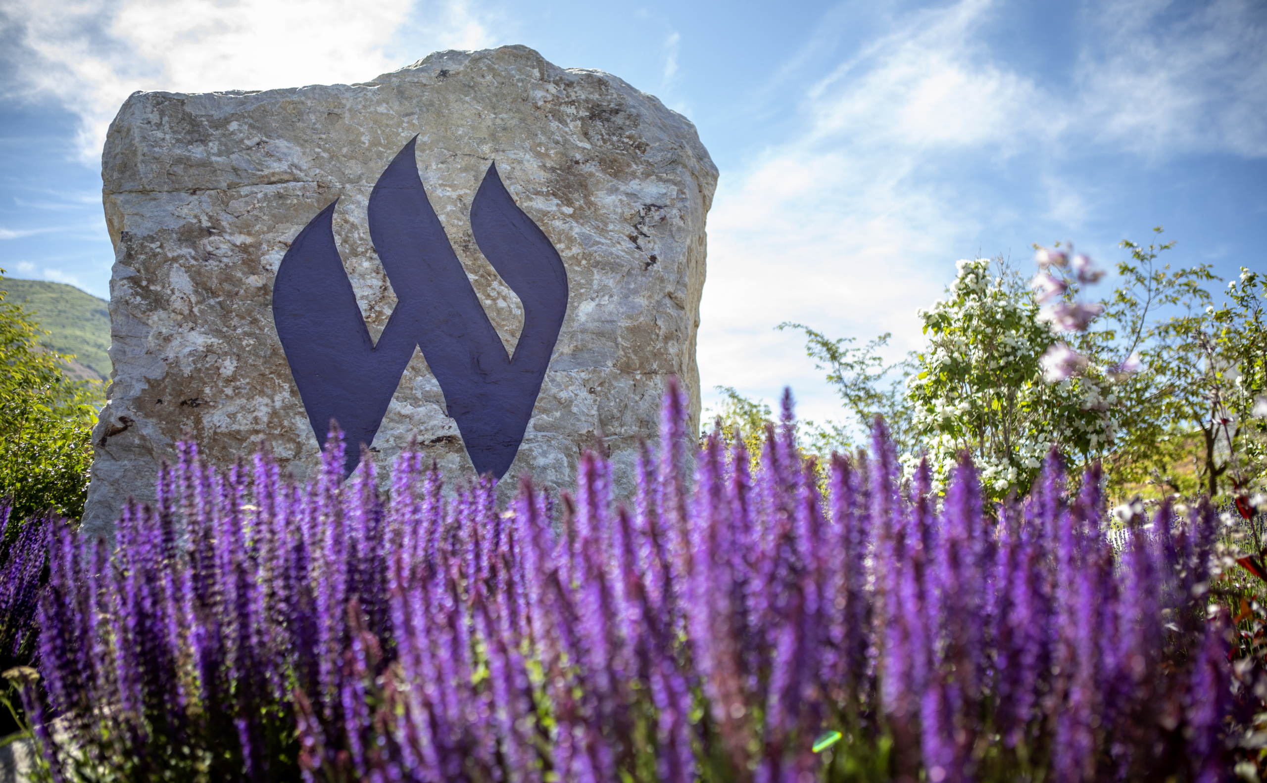 Weber State University rock behind purple flowers.